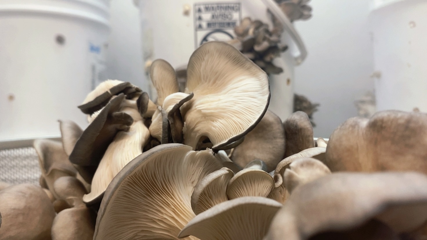 Mushroom cultivation process