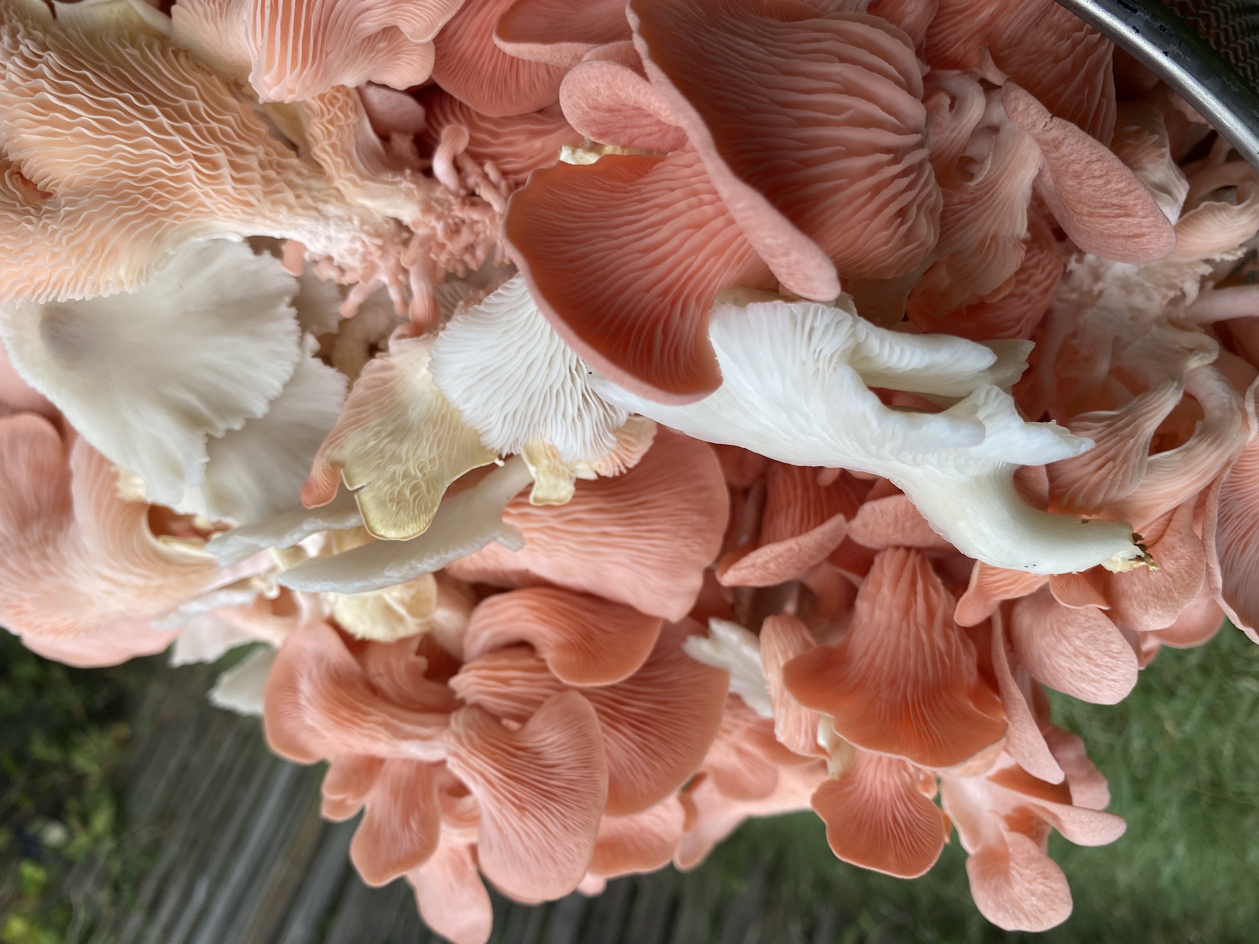 Gourmet mushrooms growing
