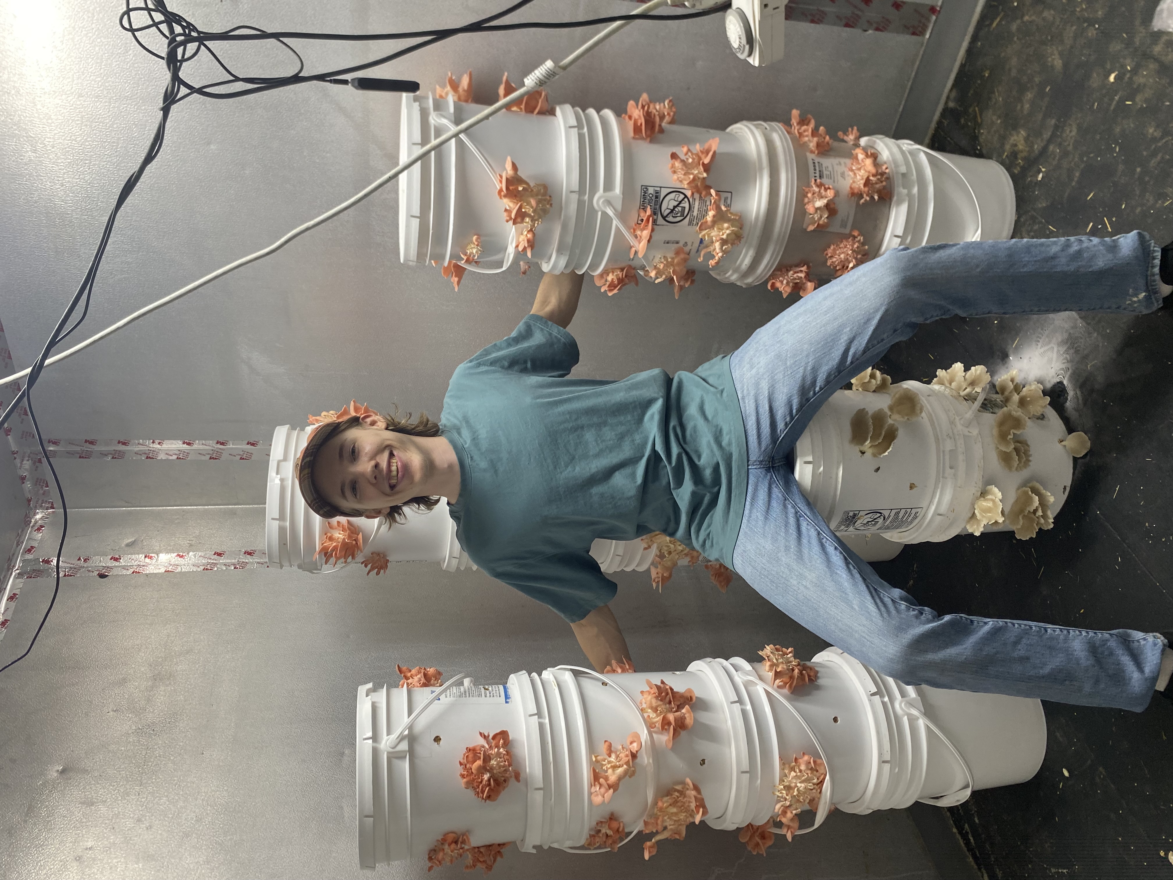 Freshly grown mushrooms